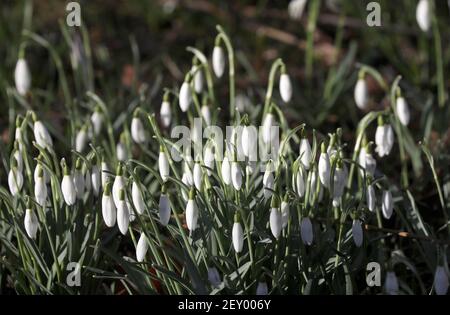 Rostock, Germania. 05 marzo 2021. Le nevicate (Galanthus) fioriscono nel Giardino Botanico e brillano al sole. Ma l'aria è ancora fredda, anche se il sole fornisce un tocco di primavera. Credit: Bernd Wüstneck/dpa-Zentralbild/ZB/dpa/Alamy Live News Foto Stock