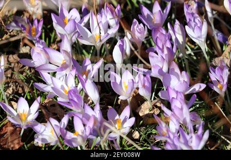 Rostock, Germania. 05 marzo 2021. I croci (Crocus vernus) fioriscono nel Giardino Botanico e brillano al sole. Ma l'aria è ancora fredda, anche se il sole fornisce un tocco di primavera. Credit: Bernd Wüstneck/dpa-Zentralbild/ZB/dpa/Alamy Live News Foto Stock