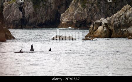 Pod Orca balene Oceano Pacifico settentrionale Sea Life mammifero marino Foto Stock