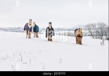 Quattro cavalli vecchi in tempo freddo. Tutti sono anziani a pascolare in un campo coperto di neve e indossare coperture di cappotto invernale contro il chil Foto Stock