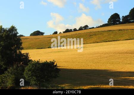 Campi di mais all'interno del Restormel Manor Grounds Foto Stock