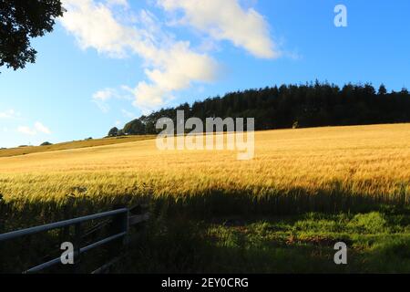 Campi di mais all'interno del Restormel Manor Grounds Foto Stock