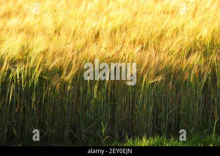 Campi di mais all'interno del Restormel Manor Grounds Foto Stock