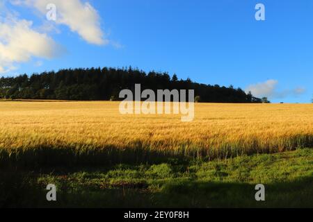 Campi di mais all'interno del Restormel Manor Grounds Foto Stock