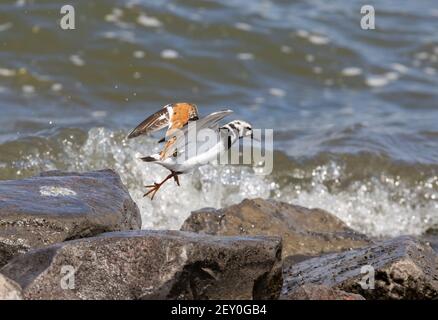 Ruddy Turnstone 18 maggio 2020 Lago di Bianchi, South Dakota Foto Stock