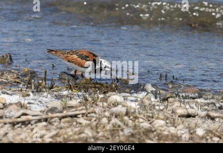 Ruddy Turnstone 18 maggio 2020 Lago di Bianchi, South Dakota Foto Stock