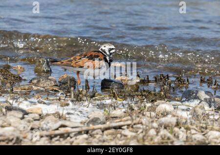Ruddy Turnstone 18 maggio 2020 Lago di Bianchi, South Dakota Foto Stock