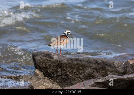 Ruddy Turnstone 18 maggio 2020 Lago di Bianchi, South Dakota Foto Stock