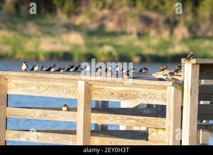 Swallow specie 10 maggio 2020 Lago Lakota, Newton Hills state Park, South Dakota Foto Stock