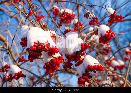 Viburnum bacche di neve sulla giornata di sole Foto Stock