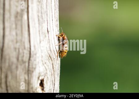 Apis mellifera, ape di miele europeo seduta su legno, facendo una pausa e godendo del sole Foto Stock