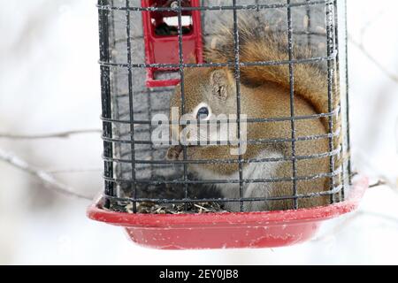 American Red Squirrel, che supera un alimentatore di uccelli 'a prova di scoiattolo' Foto Stock