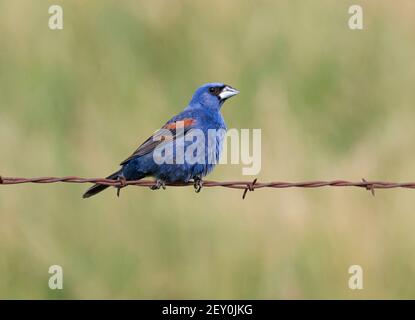 Blue Grossbeak 7 luglio 2019 Minnehaha County, South Dakota Foto Stock