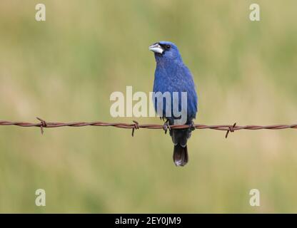 Blue Grossbeak 7 luglio 2019 Minnehaha County, South Dakota Foto Stock