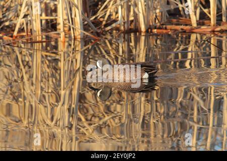 Blue-Winged Teal 22 aprile 2018 Minnehaha County, South Dakota Foto Stock