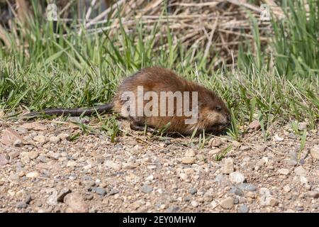 Muskrat 18 maggio 2020 Minnehaha County, South Dakota Foto Stock