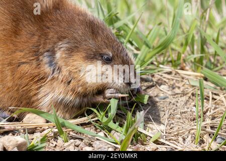 Muskrat 18 maggio 2020 Minnehaha County, South Dakota Foto Stock