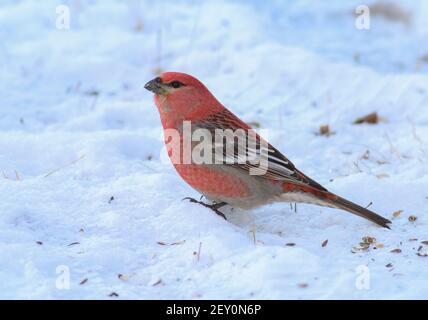 Pino Grossbeak 30 dicembre 2014 Sax-Zim Bog, Minnesota Canon 70D, 400 5.6L Foto Stock