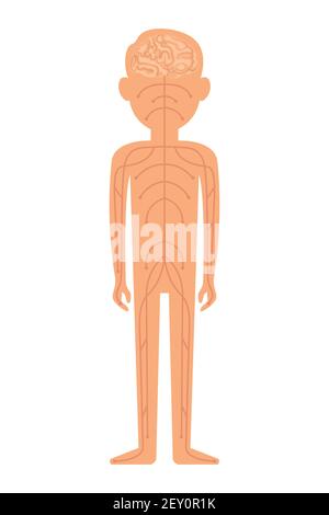 Sistema nervoso. Illustrazione vettoriale isolata su sfondo bianco. Illustrazione Vettoriale