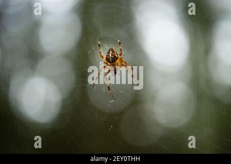 Politica forestale Spider Web spin nel bosco Foto Stock