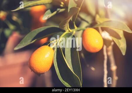 Fortunella margarita Kumquats (cumquats) fogliame e frutta su kumquat albero. Molti frutti di kumquat maturi Foto Stock
