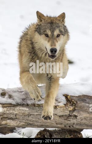 Lupi di tundra Foto Stock