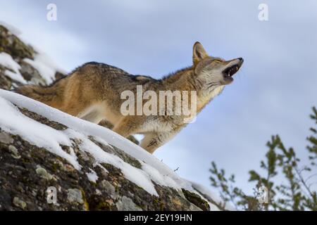 Coyote Foto Stock