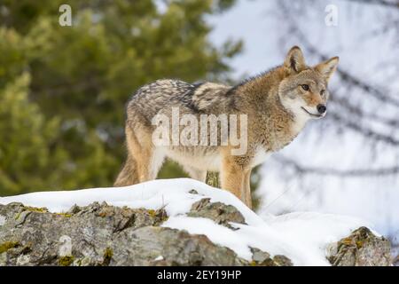 Coyote Foto Stock