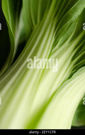 Dettaglio di foglie di pak Choy. Foto Stock