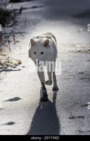 Lupi artici Foto Stock