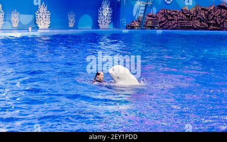 Russia, Vladivostok, 01/04/2021. Spettacolo di balena beluga e bella donna performer nel Parco Marino dei mammiferi dell'Acquario Primorsky. Spettacolo con mari Foto Stock