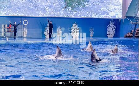 Russia, Vladivostok, 04 gennaio 2021. Spettacolo con i delfini a naso di bottiglia dell'Atlantico e gli artisti del Marine Mammal Park dell'Acquario Primorsky. Spettacolo con la marina Foto Stock