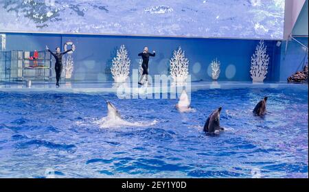 Russia, Vladivostok, 04 gennaio 2021. Spettacolo con i delfini a naso di bottiglia dell'Atlantico e gli artisti del Marine Mammal Park dell'Acquario Primorsky. Spettacolo con la marina Foto Stock