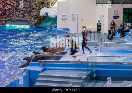 Russia, Vladivostok, 04 gennaio 2021. Spettacolo con i delfini a naso di bottiglia dell'Atlantico e gli artisti del Marine Mammal Park dell'Acquario Primorsky. Spettacolo con la marina Foto Stock