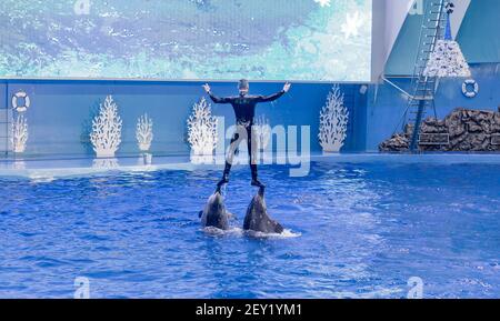 Russia, Vladivostok, 04 gennaio 2021. Spettacolo con delfini a naso di bottiglia dell'Atlantico e performer nel Parco Marino dei mammiferi dell'Acquario Primorsky. Spettacolo con la marina Foto Stock