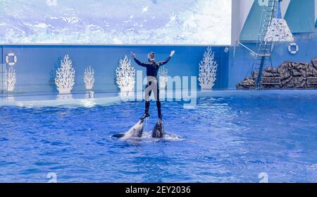 Russia, Vladivostok, 04 gennaio 2021. Spettacolo con delfini a naso di bottiglia dell'Atlantico e performer nel Parco Marino dei mammiferi dell'Acquario Primorsky. Spettacolo con la marina Foto Stock