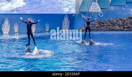 Russia, Vladivostok, 04 gennaio 2021. Spettacolo con i delfini a naso di bottiglia dell'Atlantico e gli artisti del Marine Mammal Park dell'Acquario Primorsky. Spettacolo con la marina Foto Stock