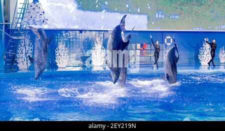 Russia, Vladivostok, 04 gennaio 2021. Spettacolo con i delfini a naso di bottiglia dell'Atlantico e gli artisti del Marine Mammal Park dell'Acquario Primorsky. Spettacolo con la marina Foto Stock