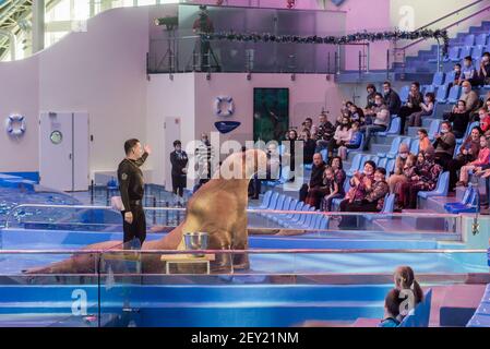 Russia, Vladivostok, 04 gennaio 2021. Walrus e performer nel Parco dei mammiferi marini dell'Acquario Primorsky. Walrus mostra le sue abilità. Spettacolo con la marina Foto Stock