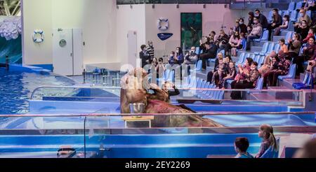 Russia, Vladivostok, 04 gennaio 2021. Walrus e performer nel Parco dei mammiferi marini dell'Acquario Primorsky. Walrus mostra le sue abilità. Spettacolo con la marina Foto Stock