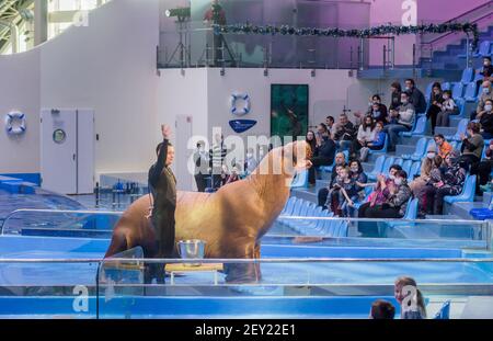 Russia, Vladivostok, 04 gennaio 2021. Walrus e performer nel Parco dei mammiferi marini dell'Acquario Primorsky. Walrus mostra le sue abilità. Spettacolo con la marina Foto Stock