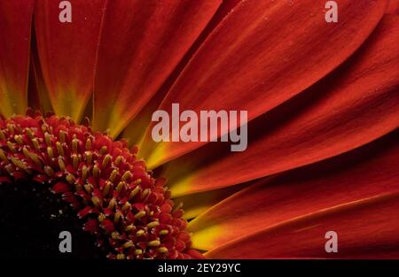 Incredibile gerbera arancione. Vista macro. Foto natura. Foto Stock