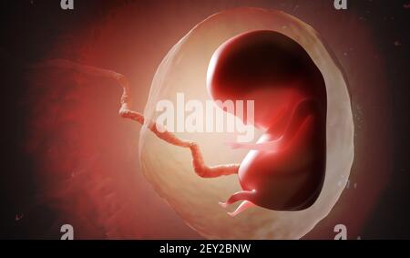 Feto o embrione umano all'interno dell'utero. Illustrazione con rendering 3D. Foto Stock