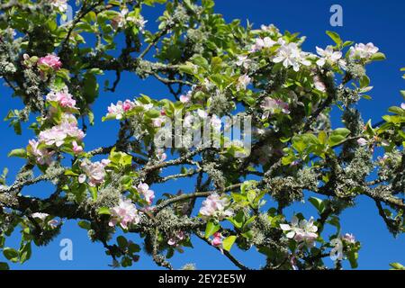 Grenadier Apple Treee, Spring Blossom, , più noto fornello standard, profuse cropper, self fertile, malattia libera, buon polinator, gruppo 2, Foto Stock