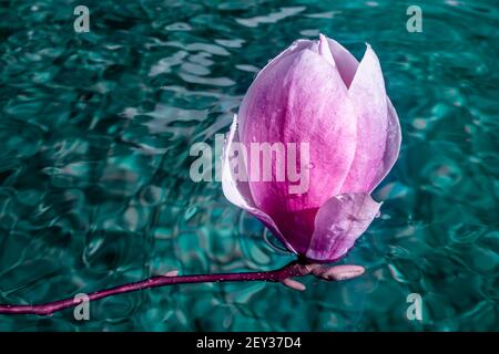 Grande fiore di magnolia sull'acqua azzurra. Macro artistica primo piano. Eleganti petali bagnati che si illuminano e si modellano nell'acqua. Foto di alta qualità Foto Stock