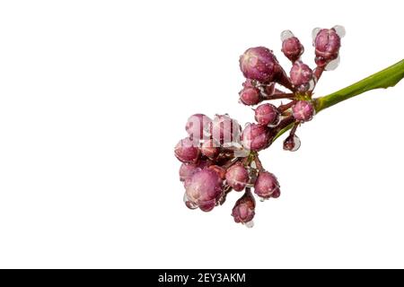 Ramo di bellissimi fiori profumati di agrumi rosa isolato su bianco. Boccioli di fiori di alberi di limone Foto Stock