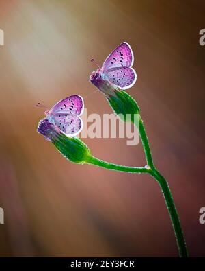 Farfalle sedute su un Fiore selvatico Foto Stock