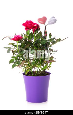 Pianta di rosa in vaso isolato su sfondo bianco Foto Stock