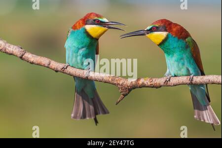 coppia di uccelli variopinti e luminosi dell'ape-eater Foto Stock