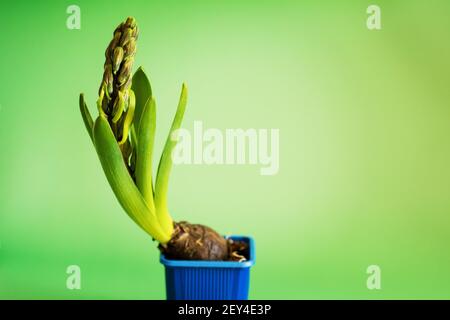 Piante di giacinto con gemme in vaso blu su sfondo verde. Concetto di fiore primaverile. Germinazione pianta giovane. Profondità superficiale dell'immagine di campo Foto Stock